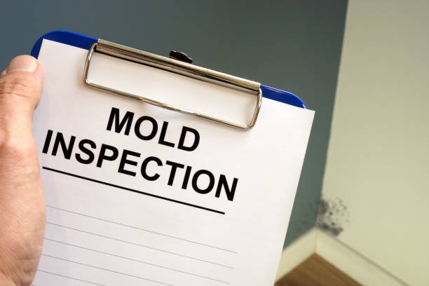 Why You Should Choose Our Mold Remediation Services in Comstock Park, MI